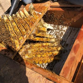 Image for Super Bee Rescue and Removal with ID of: 3383714