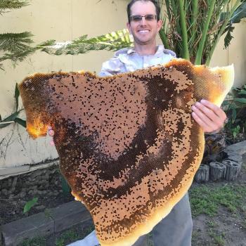 Image for Super Bee Rescue and Removal with ID of: 3383715