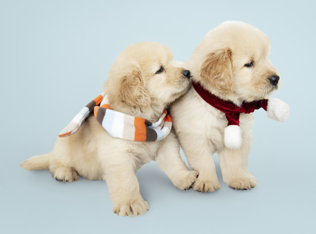 Image for Get Some Special Pet Care Treatments at Emancipet with ID of: 3385597