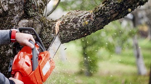 Image for S & J Tree Service with ID of: 3385960