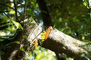 Image for S & J Tree Service with ID of: 3385961