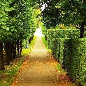 Image for S & J Tree Service with ID of: 3385962
