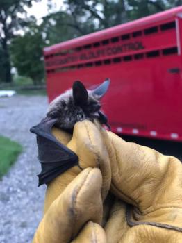 Image for High Country Wildlife Control with ID of: 3386420