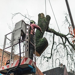 Image for Tree Service West Palm Beach with ID of: 3386443
