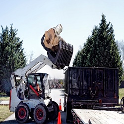 Image for Tree Service West Palm Beach with ID of: 3386444