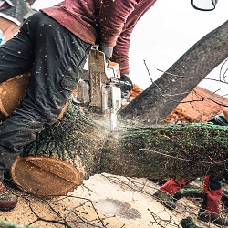 Image for Tree Service West Palm Beach with ID of: 3386445