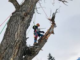 Image for Billings Tree Care with ID of: 3386484