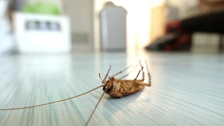 Image for How to Find the Right Exterminator, When is it Time To Call an Exterminator? with ID of: 3386521