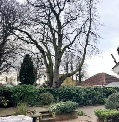 Image for Clee Tree Services with ID of: 3387060