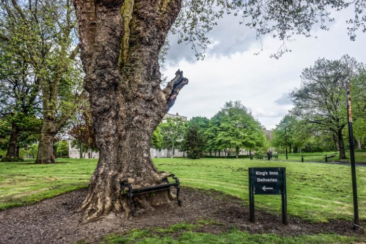 Image for Dublin Tree Service Team with ID of: 3388036