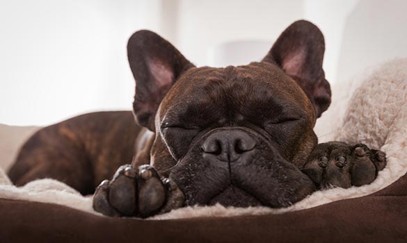Image for Dog City with ID of: 3389427