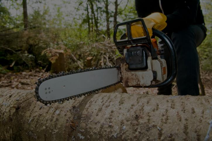 Image for Bronx Tree Companies with ID of: 3390365