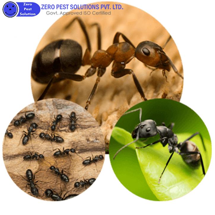 Image for Pest Control Gurgaon | Zero Pest Solutions | 20% Off with ID of: 3391019