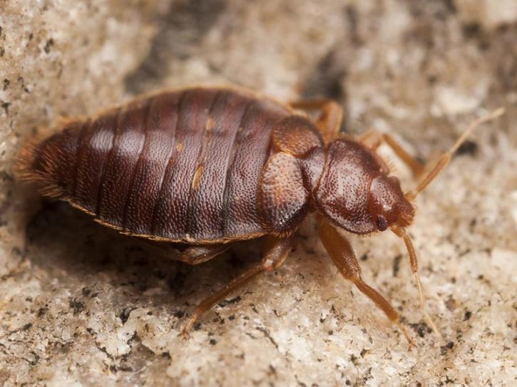 Image for Pros in control pest services with ID of: 3391159
