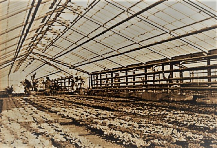 Image for AUSCHWITZ GREENHOUSES with ID of: 3394165