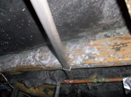Image for Mold Cleanup North Charleston with ID of: 3394663