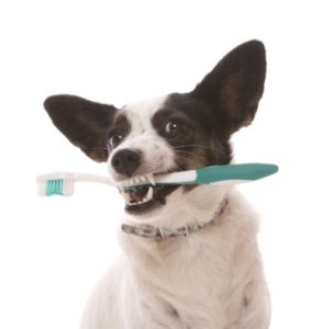 Image for Petroglyph Animal Hospital with ID of: 3396857