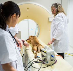 Image for Petroglyph Animal Hospital with ID of: 3396859