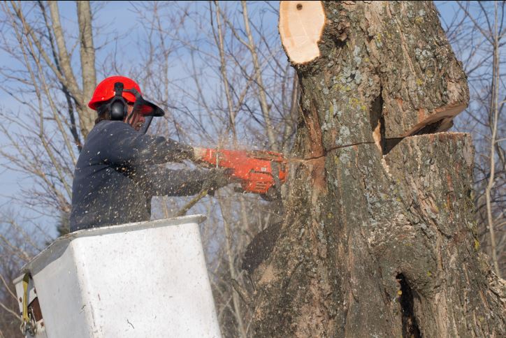 Image for H & M Tree Service with ID of: 3397227
