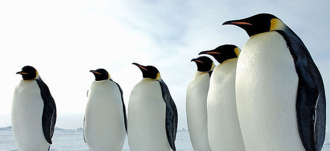 Image for Where Do Penguins Live? with ID of: 3398706