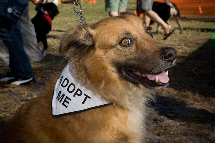 Image for Triple D Kennels with ID of: 3400758