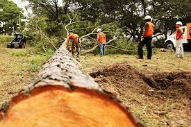 Image for Fort Mill Tree Service with ID of: 3402090