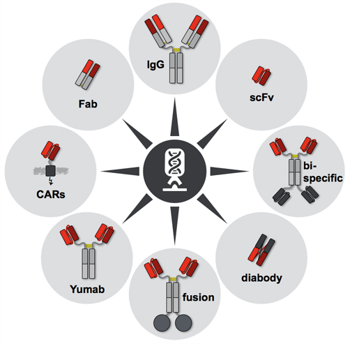 Image for limitations of using antigen concentration with ID of: 3408264