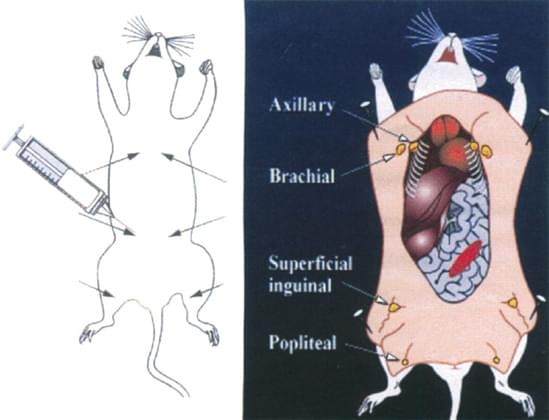 Image for citrulline drug with ID of: 3408287