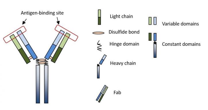 Image for humanized antibody production with ID of: 3408317