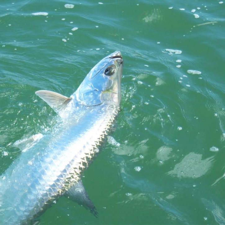 Image for Skinny Water Charters with ID of: 3409320