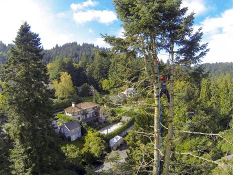 Image for Oregon Tree Care with ID of: 3412177