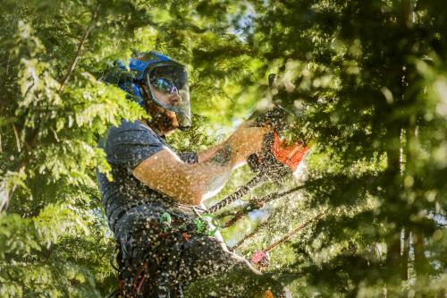 Image for Oregon Tree Care with ID of: 3412178
