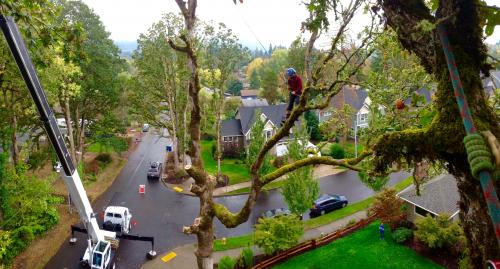 Image for Oregon Tree Care with ID of: 3412179