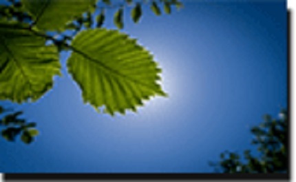 Image for TJR Tree Service Austin with ID of: 3414844