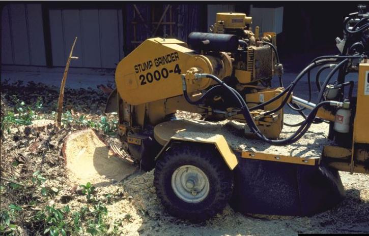 Image for Tree Care Lauderdale with ID of: 3418109