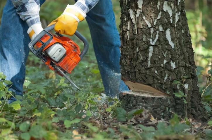 Image for Tree Care Lauderdale with ID of: 3418110