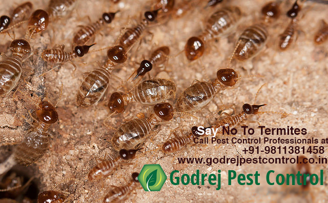 Image for Get Flat 20% Discount on Pest Control in Delhi with ID of: 3418886