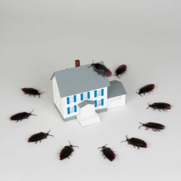 Image for Hansen Pest Control LLC with ID of: 3421531