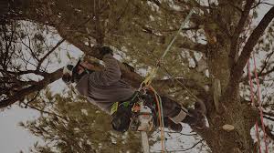 Image for Jupiter Tree Removal Services with ID of: 3424938