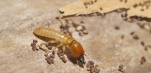 Image for Sniper Termite and Pest Control LLC with ID of: 3425189