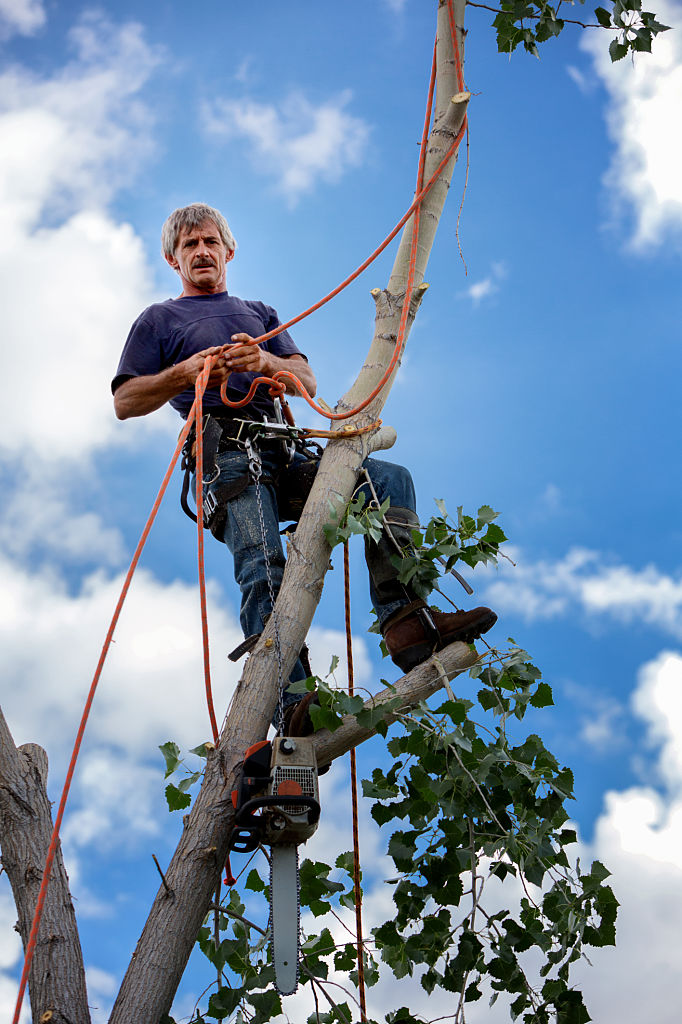 Image for Gainesville Tree Service Pros with ID of: 3428964
