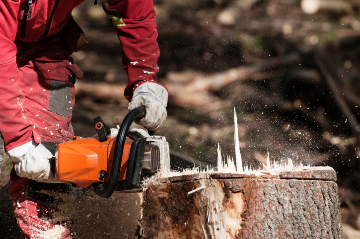 Image for Gainesville Tree Service Pros with ID of: 3428966