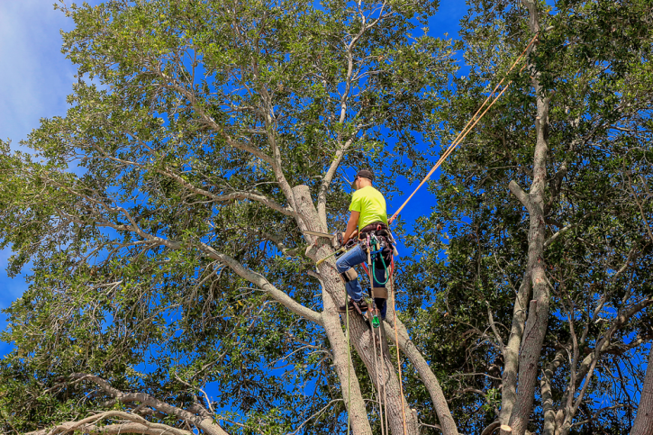 Image for Gainesville Tree Service Pros with ID of: 3428969