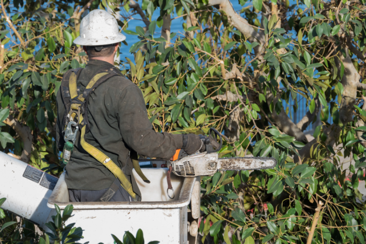 Image for Gainesville Tree Service Pros with ID of: 3428972