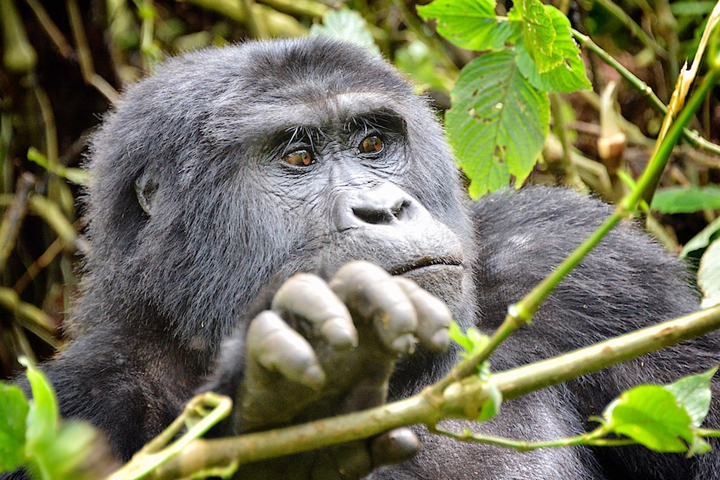 Image for Yaneta Safaris with ID of: 3429872