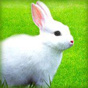 Image for Rabbit Breeders with ID of: 3430270
