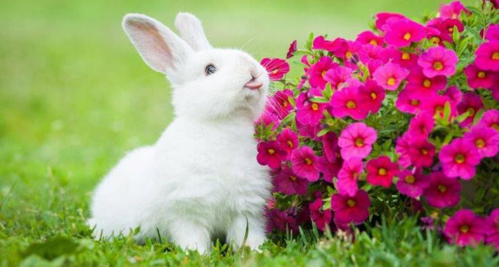 Image for Rabbit Breeders with ID of: 3430282