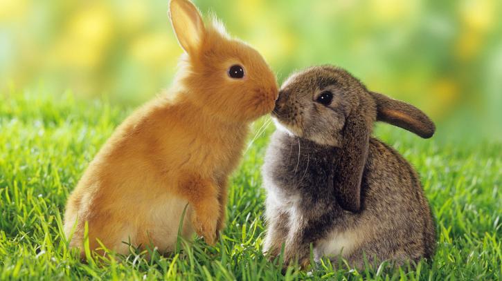 Image for Rabbit Breeders with ID of: 3430284