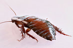 Image for Santa Rosa Exterminators with ID of: 3432401