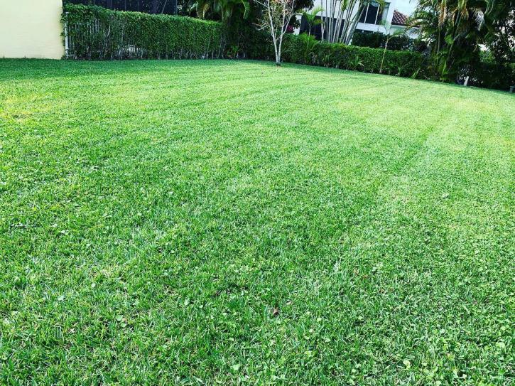 Image for Aviator Lawn Care with ID of: 3433640